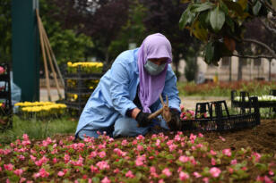 Osmangazi’de Mevsimlik Çiçek Ekimi Başladı