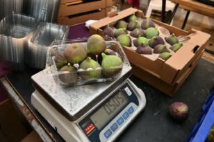 Dünya’nın en lezzetli inciri Mustafakemalpaşa’da yetişiyor