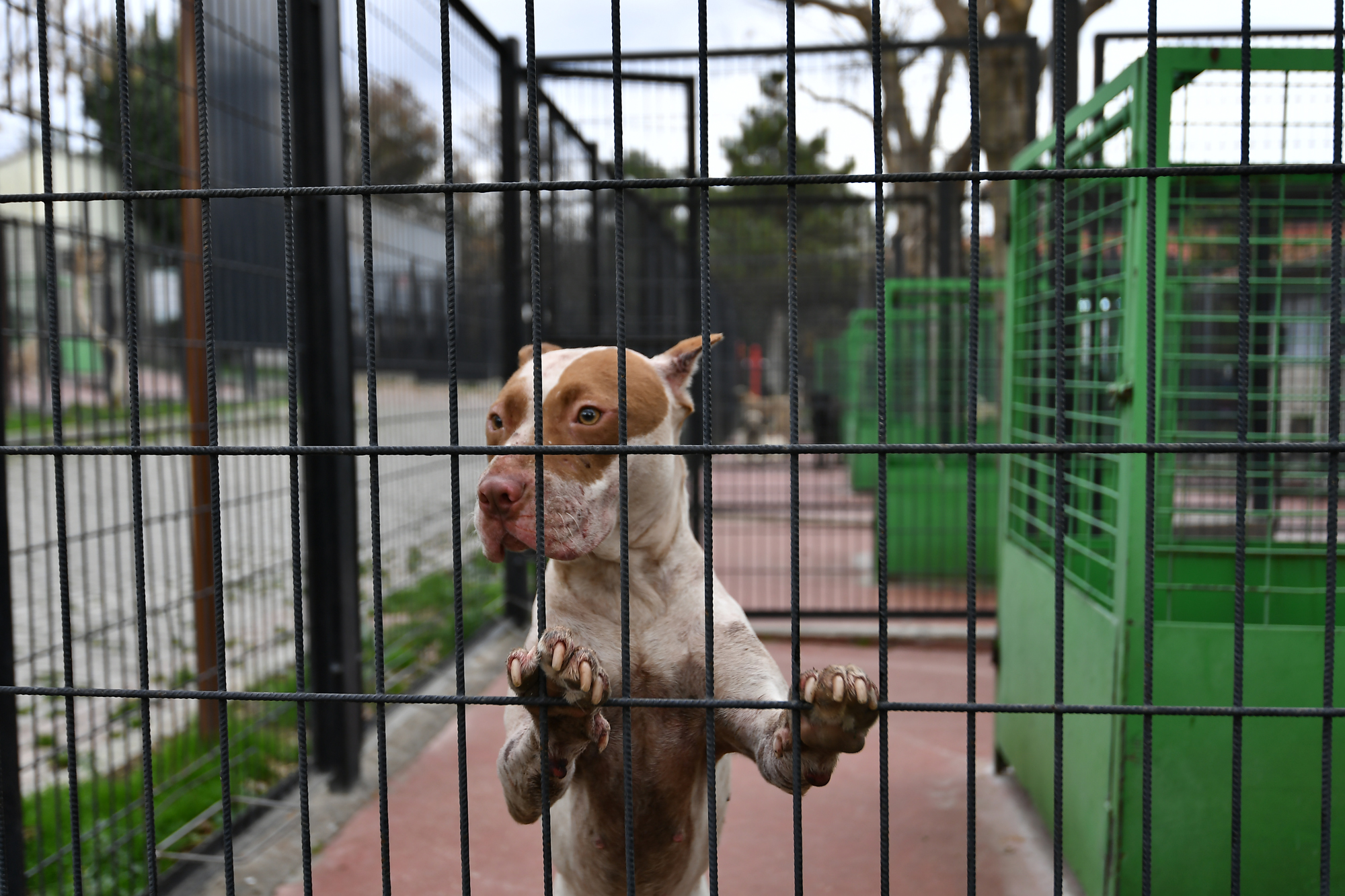 Yasaklı köpekler barınakta korunuyor
