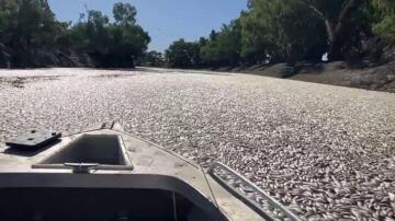 35 kilometrelik bir nehir hattında milyonlarca balık öldü